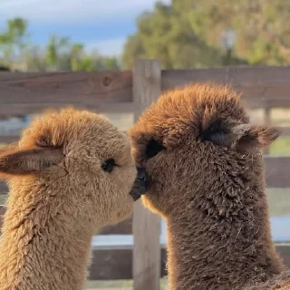 💋