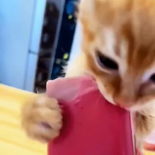 🤩