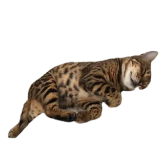 🐱