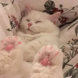 🐈