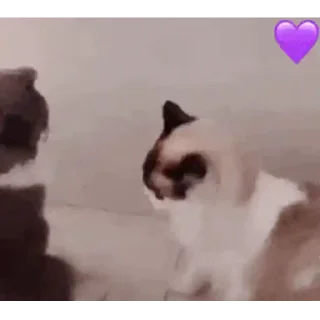 🐶