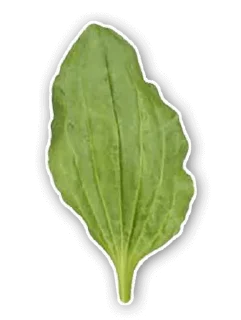 🌱