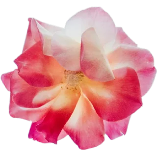 🌺