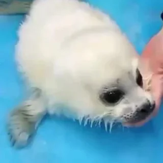 🦭