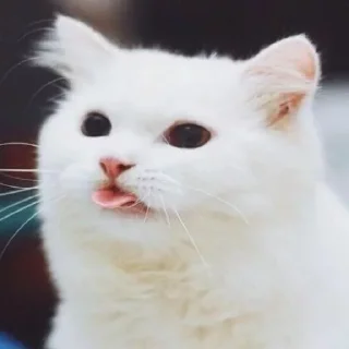 😋