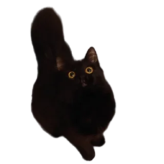👁
