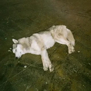 🐕