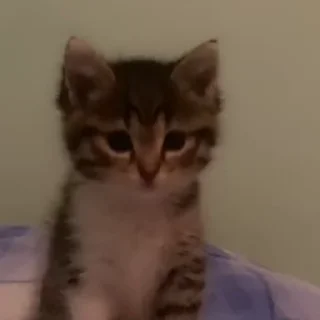 🐈‍⬛