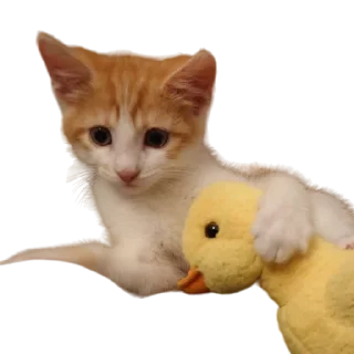 🦆