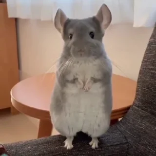 👋