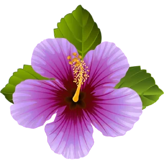 🌺