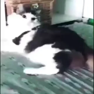 🍆