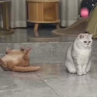 🐈