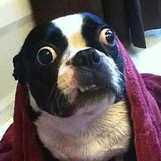 🐶
