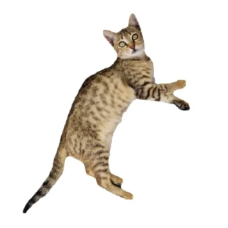 🐱