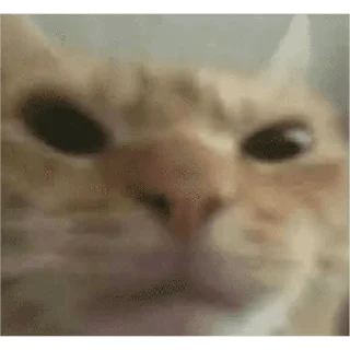 🐱