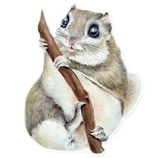 🐿