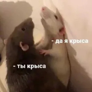 🐁