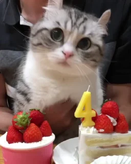 🎉