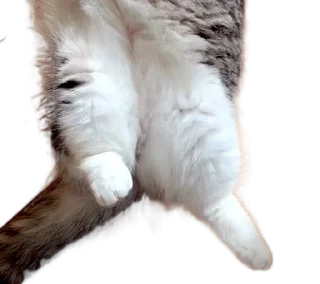 🐈
