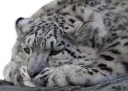 😿