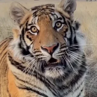 🤩
