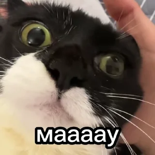 😺