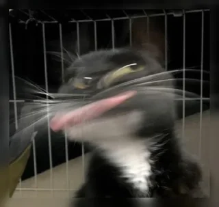 🤪