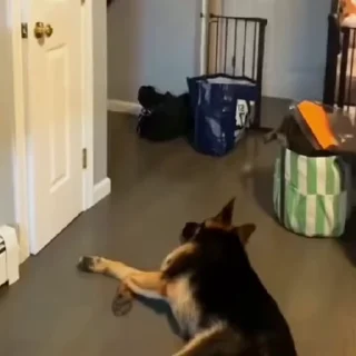 🐩