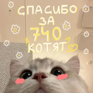 🐱