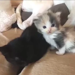 🐱
