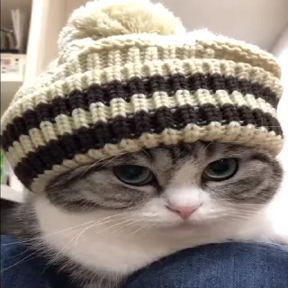 😻
