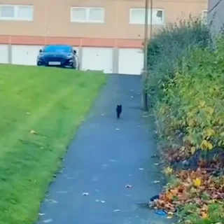 🐈