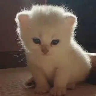 🐱