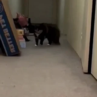 🐈