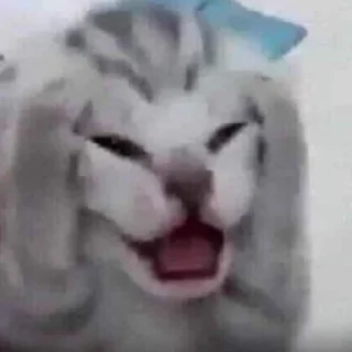 🐱