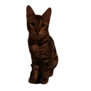 🐱