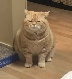 🐱