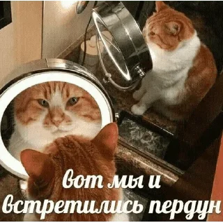😺