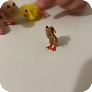 🦉