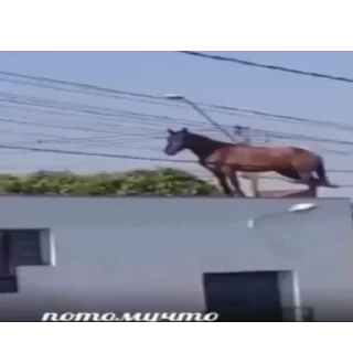 🐴