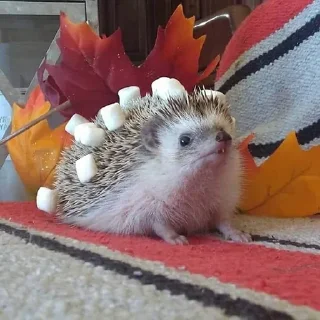 🦔