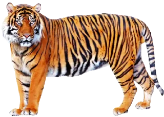 🐅