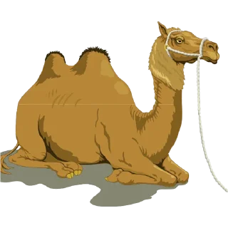 🐫