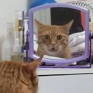 🐈‍⬛