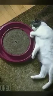🥴