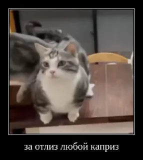 😽
