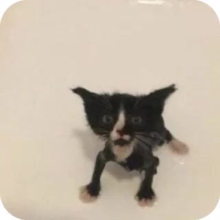 🐱