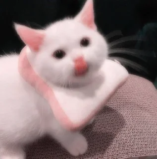 🐈
