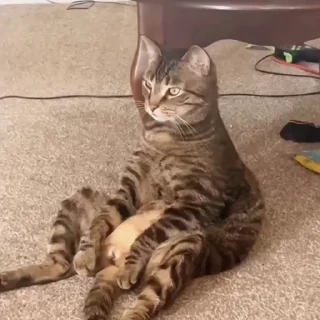 🐈